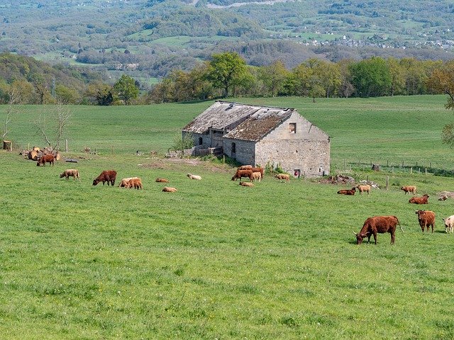 Descarga gratuita Field Cows Cattle - foto o imagen gratuita para editar con el editor de imágenes en línea GIMP