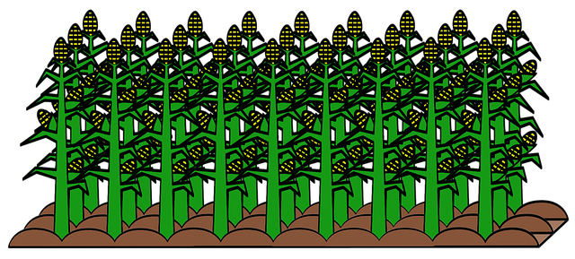 Free download Field Cultivated Cultivation -  free illustration to be edited with GIMP free online image editor