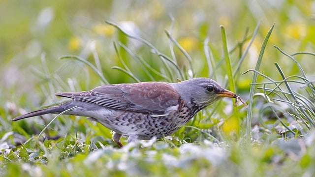 Free download fieldfare bird worm animal free picture to be edited with GIMP free online image editor