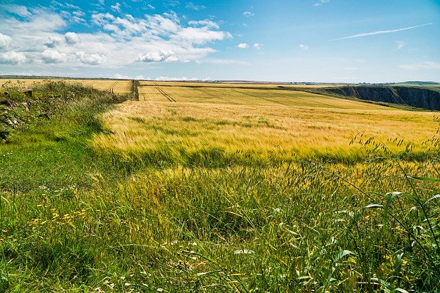 Free download Field Fields Grass -  free photo or picture to be edited with GIMP online image editor