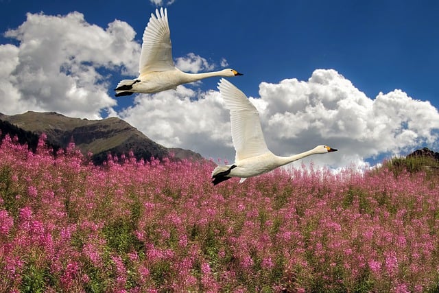 Free graphic field flowers birds landscape to be edited by GIMP free image editor by OffiDocs