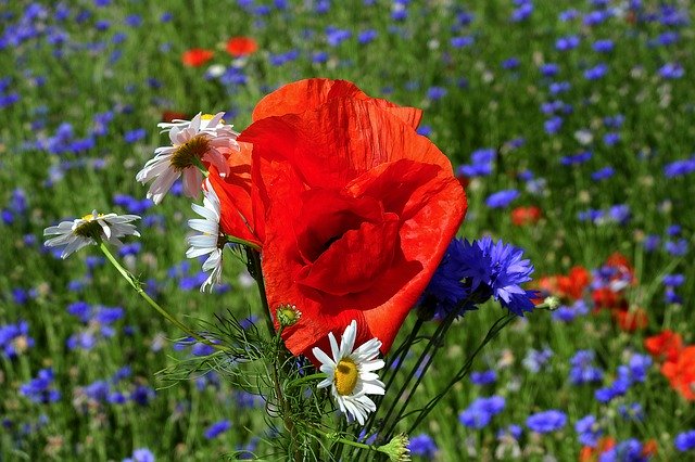 Muat turun percuma Field Flowers Landscape - foto atau gambar percuma untuk diedit dengan editor imej dalam talian GIMP