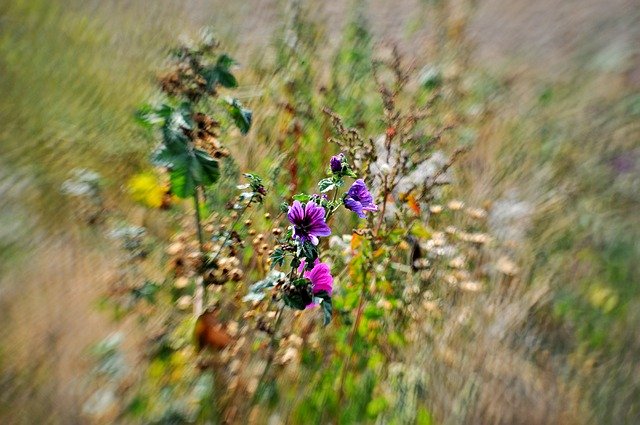 Download grátis Field Flowers Nature Summer - foto ou imagem gratuita para ser editada com o editor de imagens online do GIMP