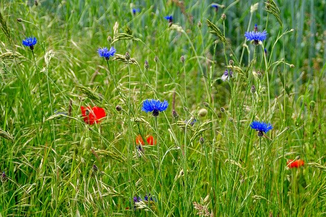 Descărcare gratuită Field Flowers Red Blue - fotografie sau imagini gratuite pentru a fi editate cu editorul de imagini online GIMP