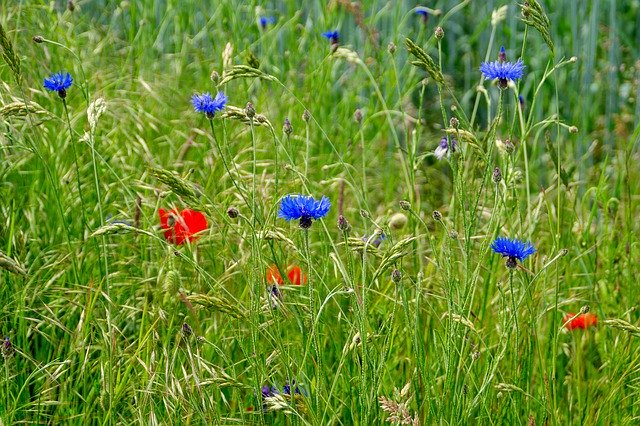 Descarga gratuita Field Flowers Red Blue - foto o imagen gratuita para editar con el editor de imágenes en línea GIMP