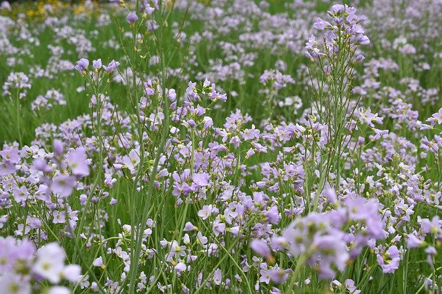 免费下载 Field Flowers Violet - 可使用 GIMP 在线图像编辑器编辑的免费照片或图片