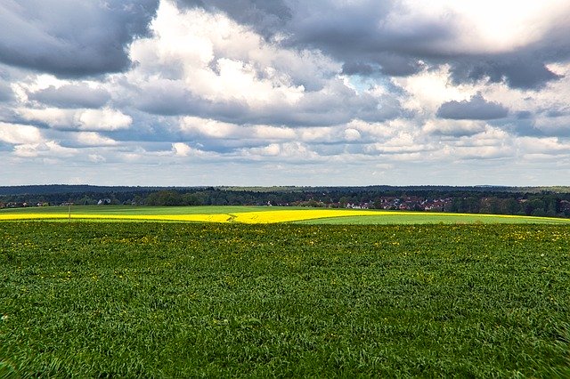 Free download Field Fodder Plant Of -  free photo or picture to be edited with GIMP online image editor