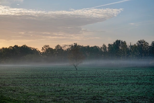 Kostenloser Download Feld Nebel Bäume Wolken Sonnenaufgang kostenloses Bild, das mit dem kostenlosen Online-Bildeditor GIMP bearbeitet werden kann