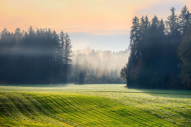 Free download field forest landscape nature fog free picture to be edited with GIMP free online image editor