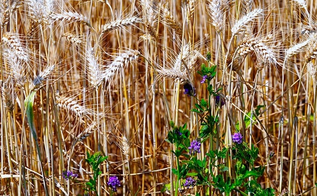 Free download field grain field grain spike free picture to be edited with GIMP free online image editor