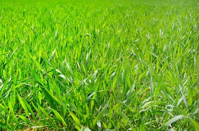 Download grátis Field Grass Green - foto ou imagem grátis para ser editada com o editor de imagens online GIMP