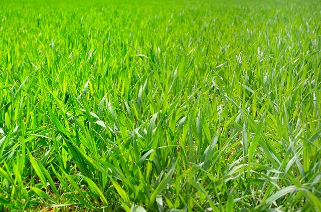 Download gratuito Field Grass Green - foto o immagine gratuita da modificare con l'editor di immagini online di GIMP