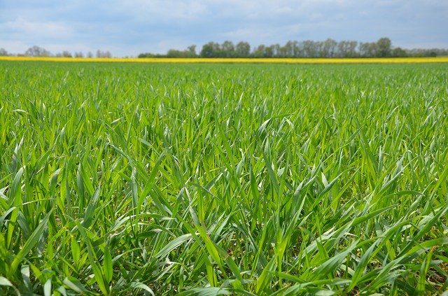 Free download Field Green Grass -  free photo or picture to be edited with GIMP online image editor