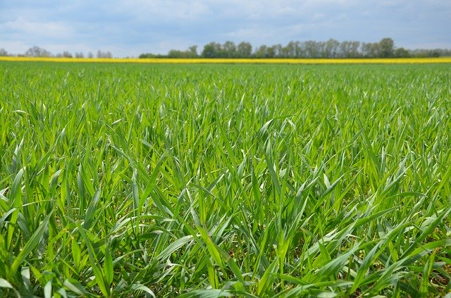 Bezpłatne pobieranie Field Green Grass - bezpłatne zdjęcie lub obraz do edycji za pomocą internetowego edytora obrazów GIMP