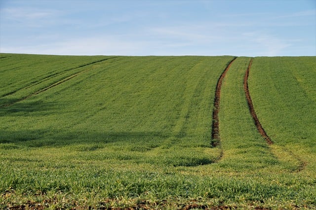 قم بتنزيل صورة مجانية لمسار كلية البذر الأخضر في الحقل ليتم تحريرها باستخدام محرر الصور المجاني عبر الإنترنت من GIMP