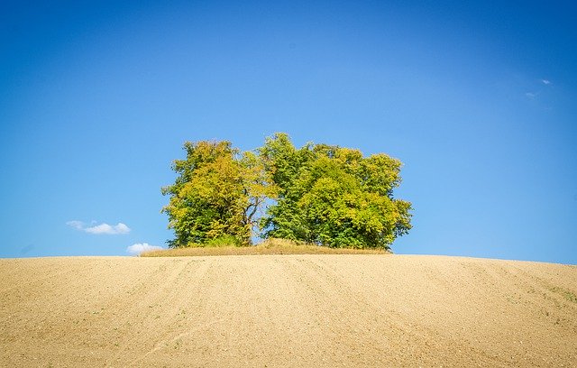 Sjabloon Foto Veld Grove Of Trees Sky - voor OffiDocs