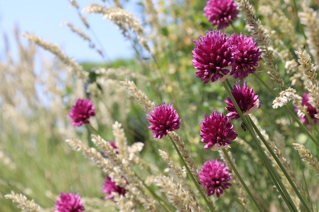 무료 다운로드 Field Herbs Stem - 무료 사진 또는 GIMP 온라인 이미지 편집기로 편집할 수 있는 사진