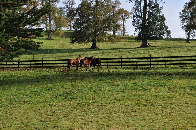 Téléchargement gratuit de Field Horses Nature - photo ou image gratuite à modifier avec l'éditeur d'images en ligne GIMP