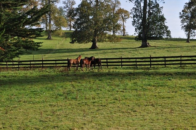 Free download Field Horses Nature -  free photo or picture to be edited with GIMP online image editor