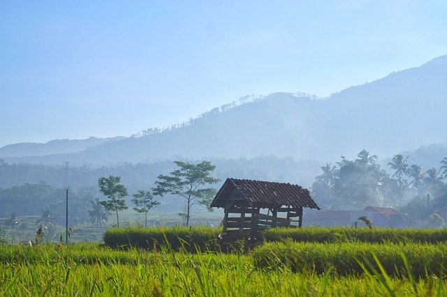 Free download Field Indonesia Landscape -  free free photo or picture to be edited with GIMP online image editor