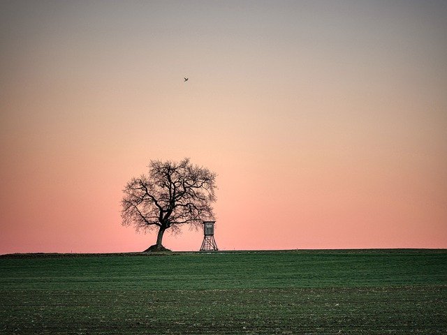 Free download field meadow tree dusk bird free picture to be edited with GIMP free online image editor