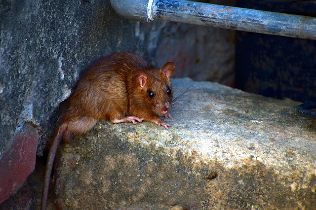 Muat turun percuma field mouse mus booduga rodent musa gambar percuma untuk diedit dengan editor imej dalam talian percuma GIMP