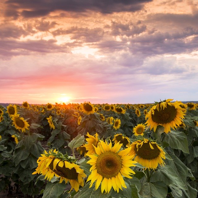 تحميل مجاني Field Nature Nobody - صورة مجانية أو صورة لتحريرها باستخدام محرر الصور على الإنترنت GIMP