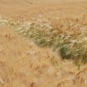 Field of Barley in Summer  screen for extension Chrome web store in OffiDocs Chromium