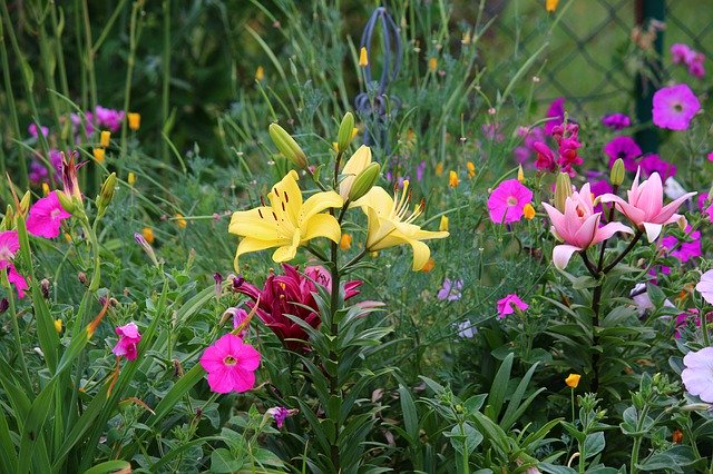 Free download Field Of Flowers Summer Flower -  free photo or picture to be edited with GIMP online image editor