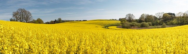 Free picture Field Of Rapeseeds Blossom Bloom -  to be edited by GIMP free image editor by OffiDocs
