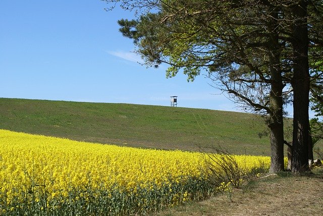 Free download Field Of Rapeseeds In The -  free photo or picture to be edited with GIMP online image editor