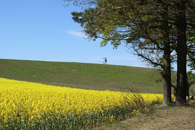 Unduh gratis Field Of Rapeseeds In The - foto atau gambar gratis untuk diedit dengan editor gambar online GIMP