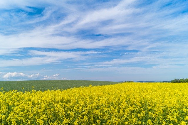 Muat turun percuma Landskap Field Of Rapeseeds - foto atau gambar percuma untuk diedit dengan editor imej dalam talian GIMP