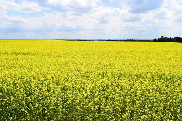 Free download Field Of Rapeseeds Nature Summer -  free photo or picture to be edited with GIMP online image editor