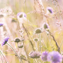 Field of wildflowers  screen for extension Chrome web store in OffiDocs Chromium