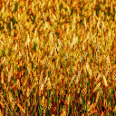 Field of yellow flowers  screen for extension Chrome web store in OffiDocs Chromium