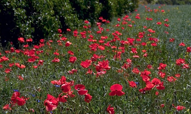 Free download field poppy seeds meadow spring free picture to be edited with GIMP free online image editor