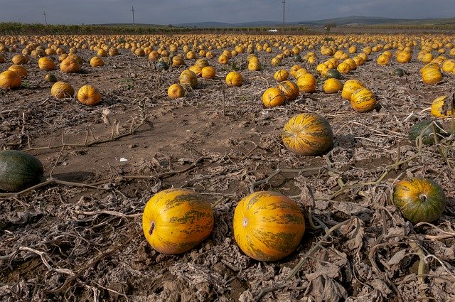 Download gratuito Field Pumpkin Autumn - foto o immagine gratuita gratuita da modificare con l'editor di immagini online di GIMP