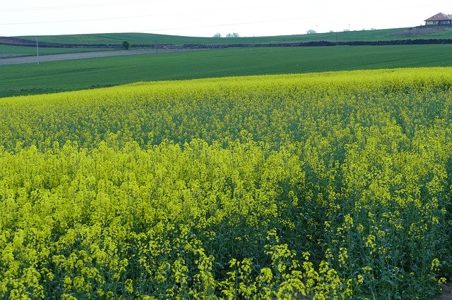 Free download Field Rapeseed Agriculture -  free free photo or picture to be edited with GIMP online image editor