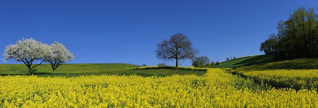 Free download field rapeseed yellow apple free picture to be edited with GIMP free online image editor