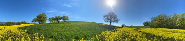 Free download field rapeseed yellow prairie free picture to be edited with GIMP free online image editor