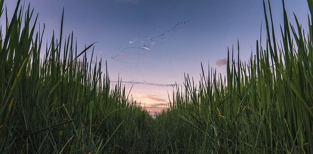 Field Rice Paddy 무료 다운로드 - 김프 온라인 이미지 편집기로 편집할 수 있는 무료 사진 또는 그림