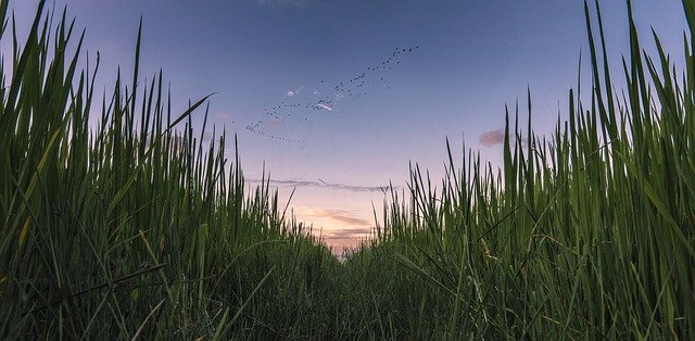 無料ダウンロード水田-GIMPオンライン画像エディタで編集できる無料の写真または画像