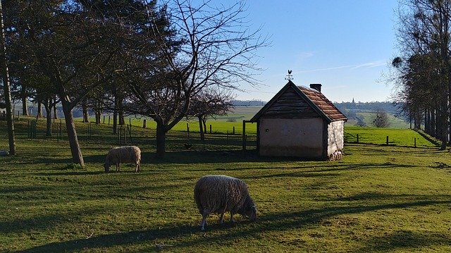 Free download Field Sheep Livestock -  free photo or picture to be edited with GIMP online image editor