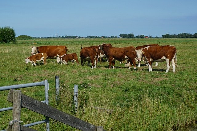 Muat turun percuma Field Sky Cows - foto atau gambar percuma untuk diedit dengan editor imej dalam talian GIMP