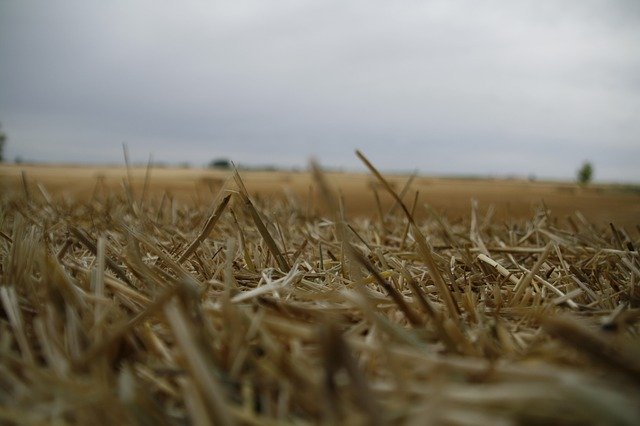 Bezpłatne pobieranie szablonu zdjęć Field Straw Mowing do edycji za pomocą internetowego edytora obrazów GIMP