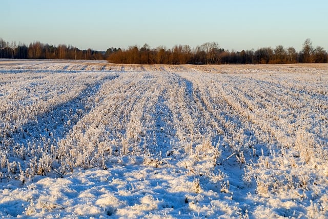 Free download field stubble forest sky horizon free picture to be edited with GIMP free online image editor