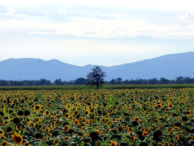 Download gratuito Field Sunflower Tree: foto o immagine gratuita da modificare con l'editor di immagini online GIMP