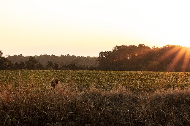 Muat turun percuma Field Sunrise Landscape - foto atau gambar percuma untuk diedit dengan editor imej dalam talian GIMP