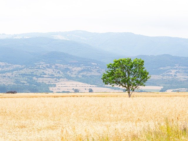 Free download field tree countryside farm free picture to be edited with GIMP free online image editor